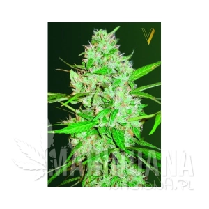 Auto White Russian XXL - Victory Seeds