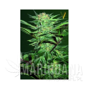 Auto White Widow - Victory Seeds