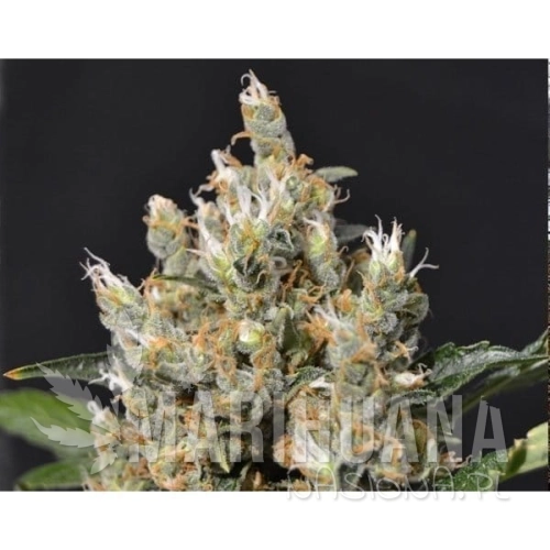 6dfb34e295161bc0bcd05eacc10808bc563b478e