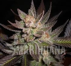 Lavender - CBD Seeds