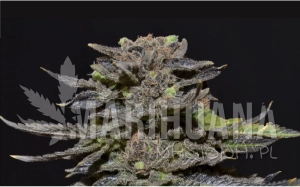 Magma - CBD Seeds