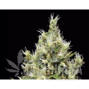 Northern - CBD Seeds
