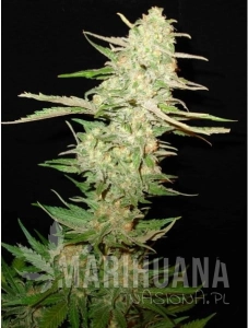 One To One - CBD Seeds