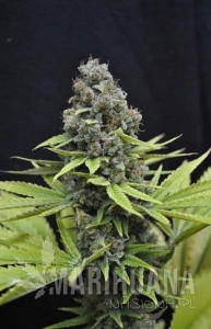 Shark - CBD Seeds