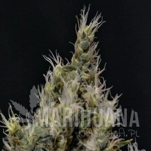 Vanilla Haze - CBD Seeds