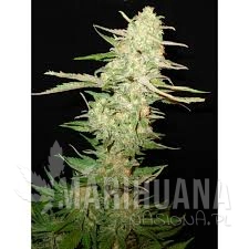 Widow - CBD Seeds