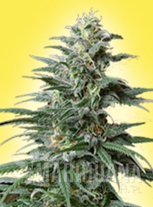 Big Bud Auto
