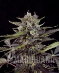Blueberry Auto