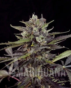 Blueberry Auto