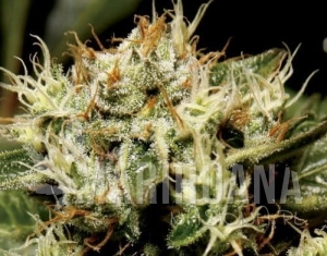 Yumbolt - CBD Seeds