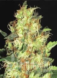 Zen - CBD Seeds