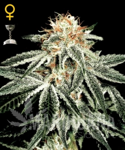 White Widow Auto - GREEN HOUSE SEEDS