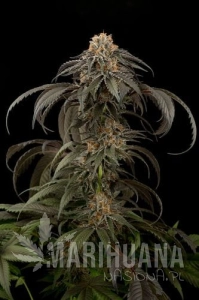 Purple Afghan Kush - DINAFEM