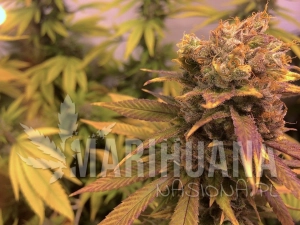 Raspberry Diesel - HUMBOLDT SEED