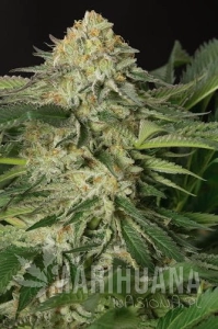 Lemon Garlic OG - HUMBOLDT SEED