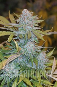 Chocolate Mint OG - HUMBOLDT SEED