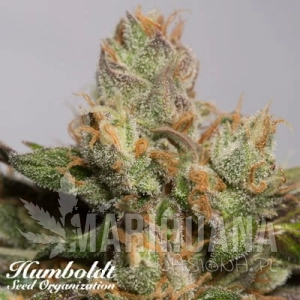 707 Truthband by Emerald Mountain - HUMBOLDT SEED