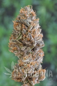 Bubba's Gift - HUMBOLDT SEED