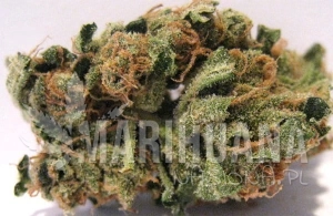 Blueberry Headband - HUMBOLDT SEED