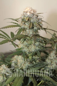 Caramel King Auto