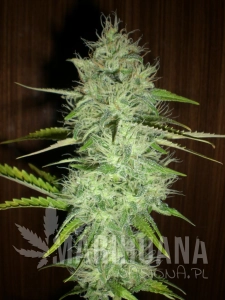 Chronic Auto