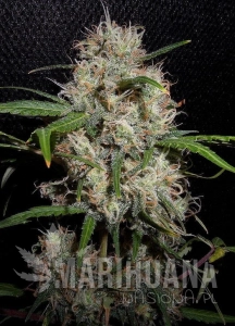 Durban Poison Auto