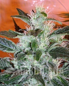Lowryder #2 Auto