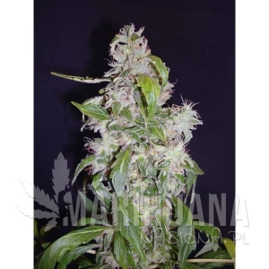 Auto Diesel - CBD Seeds