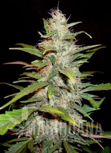 Auto Lavender - CBD Seeds