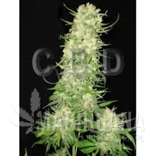 Auto Northern - CBD Seeds