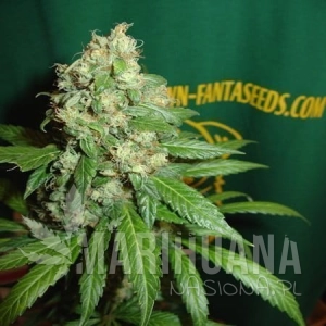 AC Diesel - FANTASEEDS