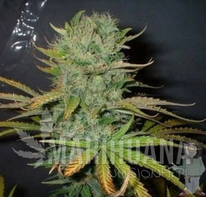Afghani - FANTASEEDS