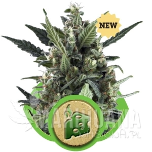 Blue Cheese Auto - ROYAL QUEEN SEEDS