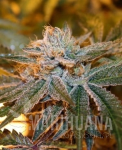 BubbleGum