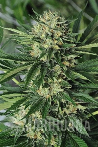 DR. GREENTHUMB’S EM-DOG BY B-REAL - HUMBOLDT SEED