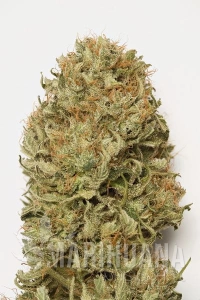 Blue Dream Auto - HUMBOLDT SEED