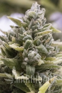 OG Kush Auto - HUMBOLDT SEED