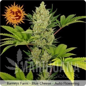 Blue Cheese Auto - BARNEY’S FARM