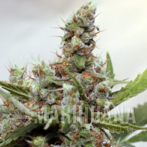 CBD Blue Shark - BARNEY’S FARM