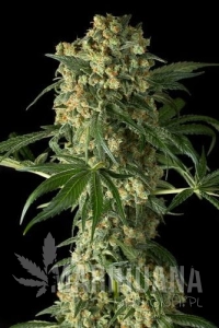 Big Kush - DINAFEM
