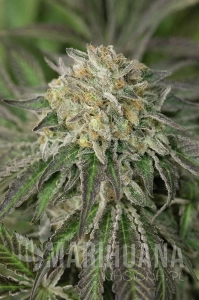 Amherst Sour Diesel - HUMBOLDT SEED