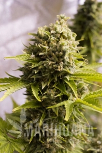 Bubba Cheese Auto - HUMBOLDT SEED