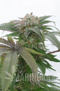 Bubba Kush 2.0 - HUMBOLDT SEED