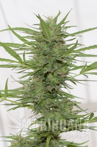 Dr Greenthumb's Dedoverde Haze Autoflowering - HUMBOLDT SEED