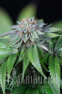EWE-2 - HUMBOLDT SEED