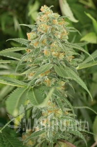 Green Crack - HUMBOLDT SEED