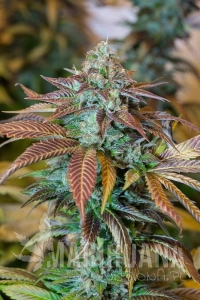 Lemon Kush Headband - HUMBOLDT SEED