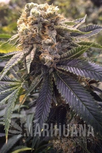 Lost Coast Hashplant - HUMBOLDT SEED