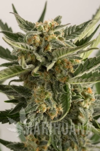 Lost Coast Skunk Auto - HUMBOLDT SEED