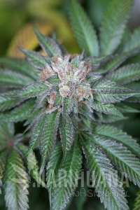 Master Kush - HUMBOLDT SEED